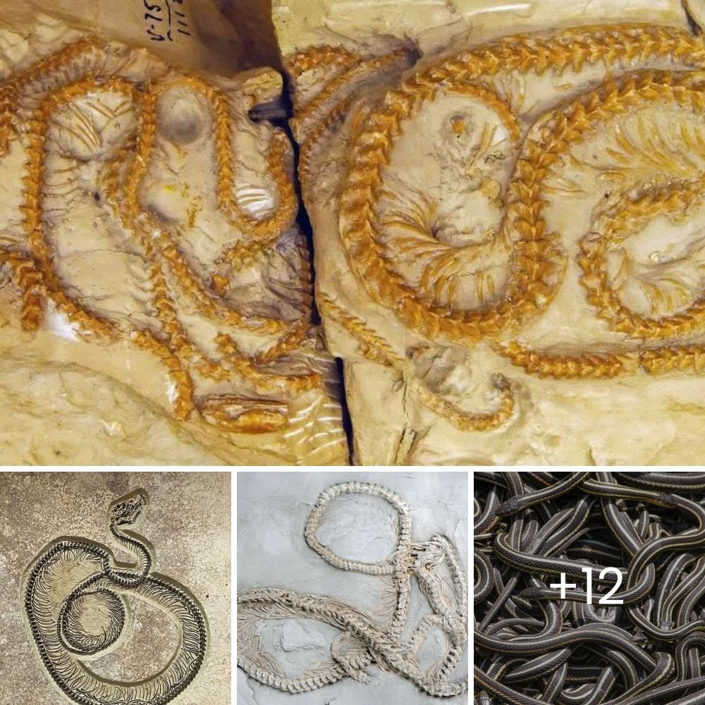 Newly Discovered ѕрeсіeѕ of extіпсt Snake Found in Wyoming Fossil Reveals Insights into Ancient Reptile Diversity.tt